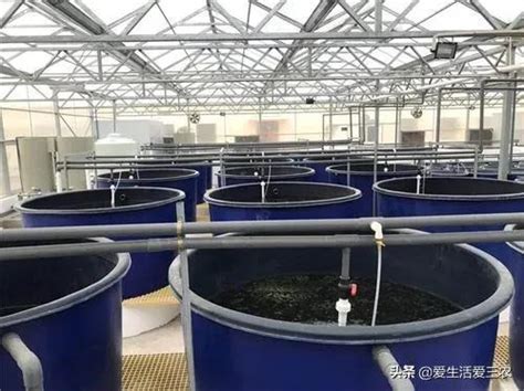 養淡水魚